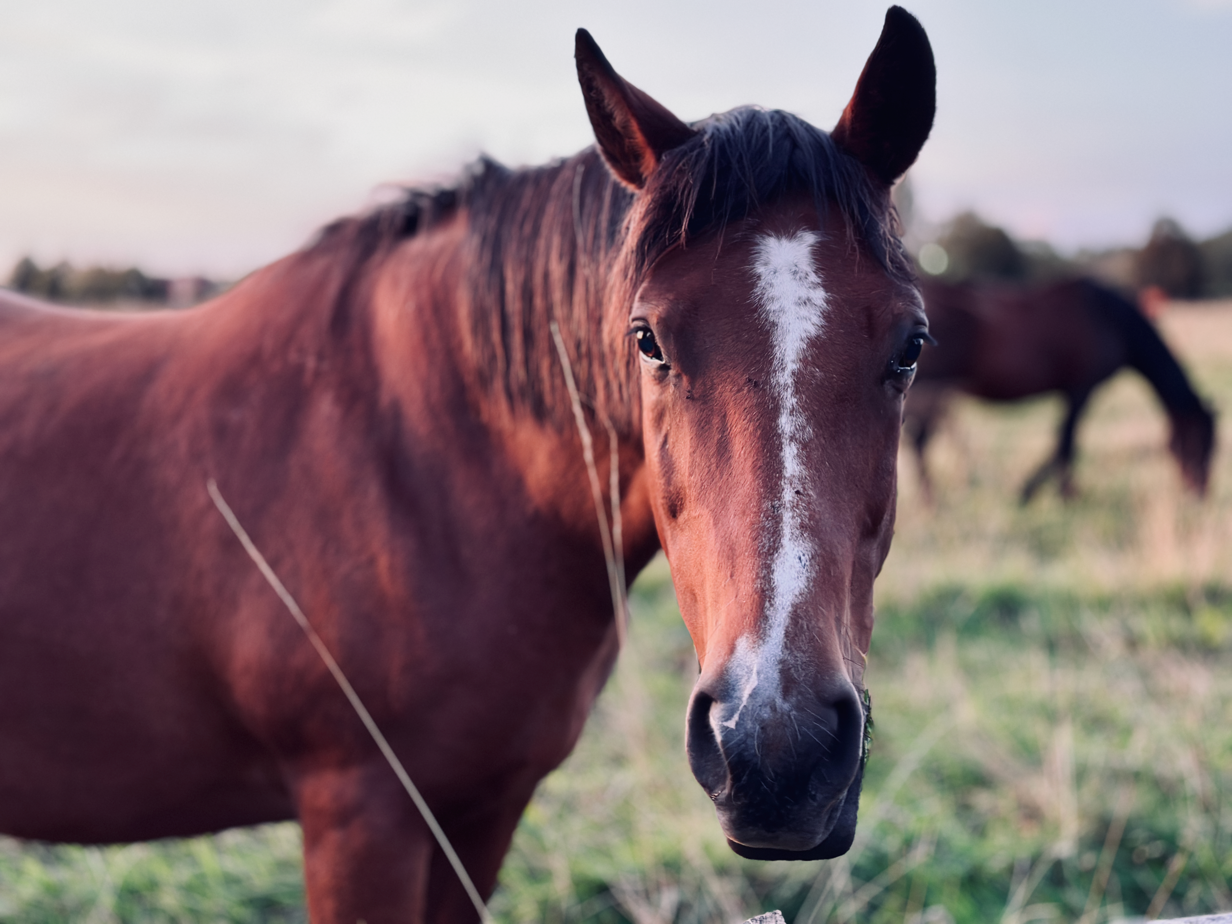 Description for accessibility